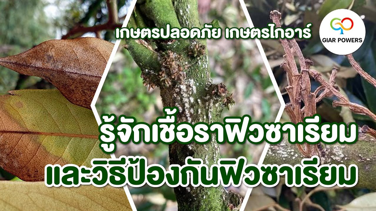 รู้จักเชื้อราฟิวซาเรียม และวิธีป้องกันฟิวซาเรียม l เกษตรปลอดภัย เกษตรไกอาร์ #Giarpowers