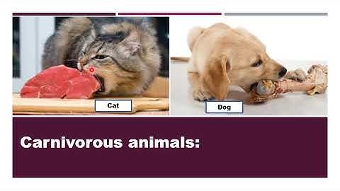 Metropolitan School Week 1 Class 3 Science Lesson