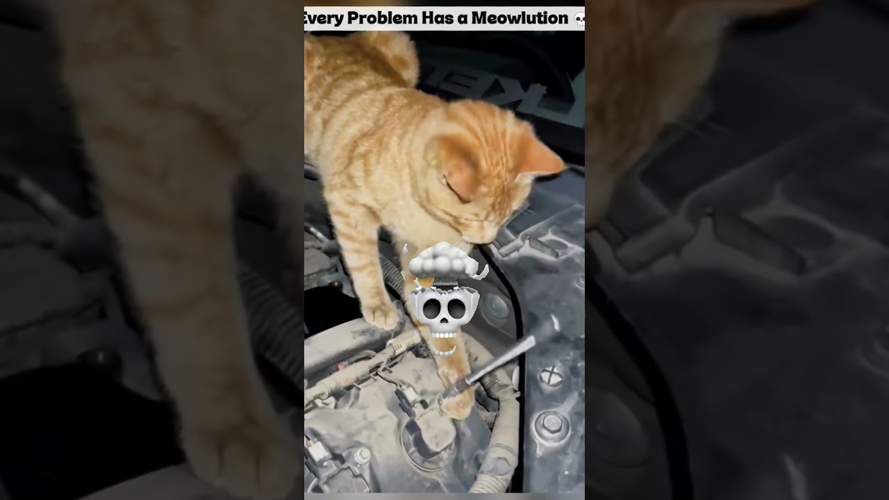 Every Problem Has a Meowlution 😹 #cat #shorts