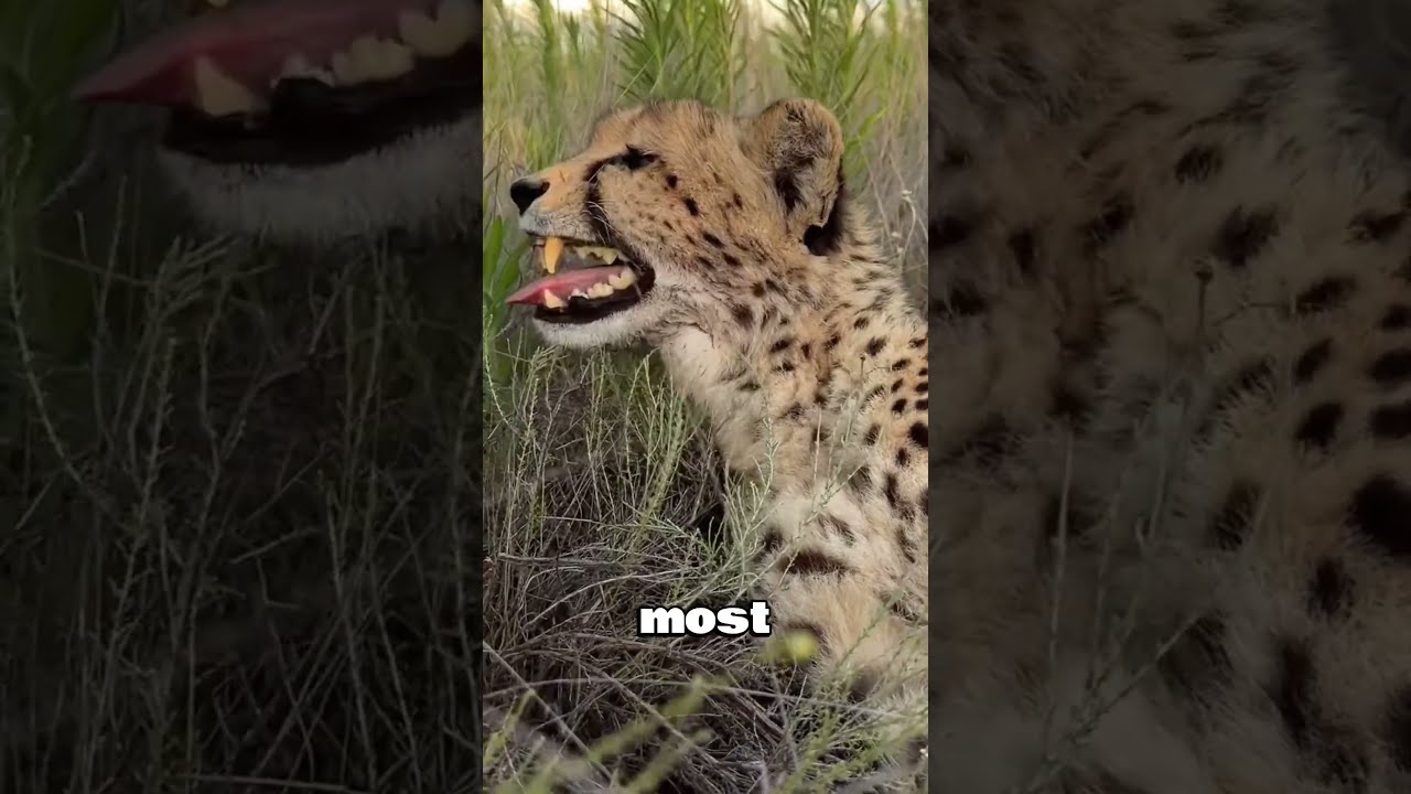 Cheetahs Don T Attack Humans Shorts Facts
