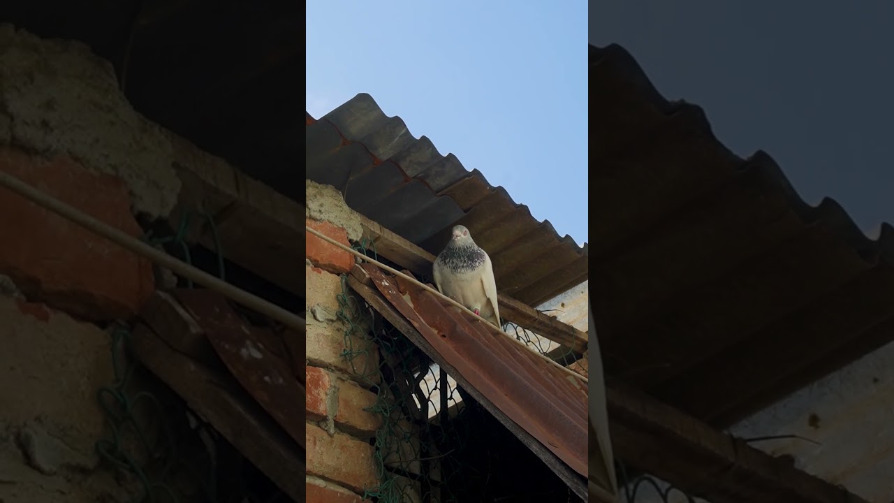 কবুতর ডিম পাড়ার জায়গা খুঁজছে #kabootar