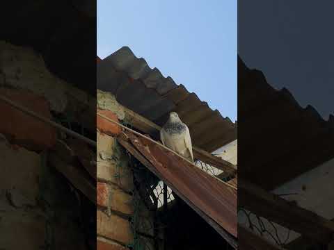 কবুতর ডিম পাড়ার জায়গা খুঁজছে #kabootar