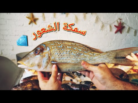 سمك الشعور و ليه بيسموها السمكة الالماظ