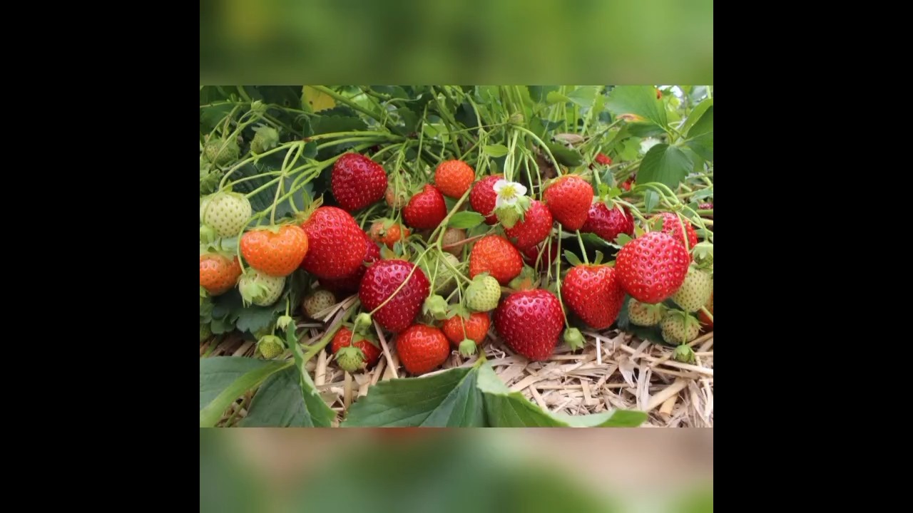 🍓 8 Amazing Health Benefits of Strawberries You Didn’t Know!