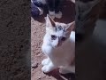 Amazing Wild Cats❤️🙏 #nature #wildlife #wildanimals #wildcats #cats
