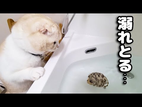 洗面にネズミを落として心配になってる猫がかわいすぎた...