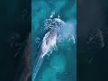 اريد طاهر وحياوي. eddie morra 9300.godzilla.amazon jungle. shorts feed . listen that noise 🙀