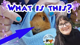 Crusty Hard Skin On The Nose Of A Guinea Pig What Could It Be Cheilitis