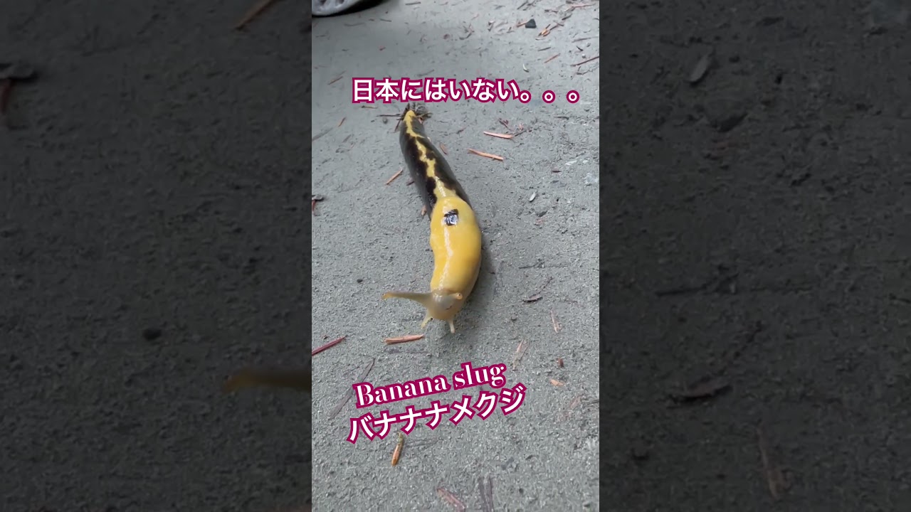 バナナナメクジbanana slug#slugs #ナメクジ #gross #気持ち悪い #shorts - YouTube, image size:1280x720