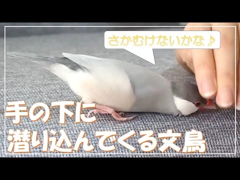 飼い主の逆むけを狙って真剣にチェックする文鳥よもぎ(再掲)