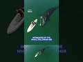 Curious whale follows unsuspecting paddleboarder