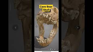 🐨Cave Bear skull || 3D Model 🐻‍❄️