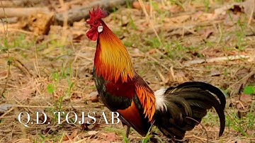 Suab qua zoo tshaj plaws(Red jungle fowl best sound)