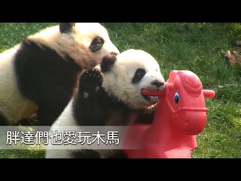 《熊貓早晚安》胖達們也愛玩木馬 | iPanda