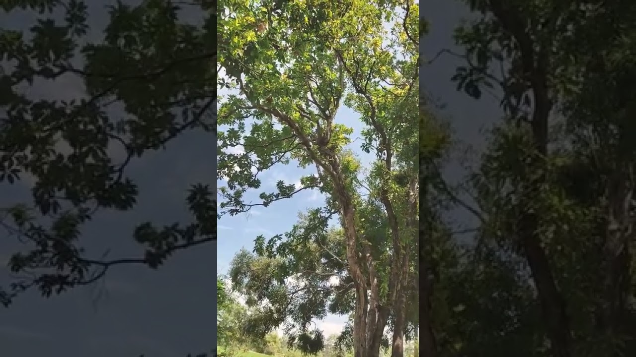 this penis crow of ped tree🤣😃😅😁🙂😁😅😃😘☺😁☺😃🤑😁😅🙂😁😆🙂😇🙂🥲🙂🦁🐯🦁🙈🐮🐻‍❄️🐮🐰🐮🦁🐻‍❄️😅😊😘😊😘😁