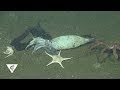 Deep-Sea Discoveries: Squid Graveyard