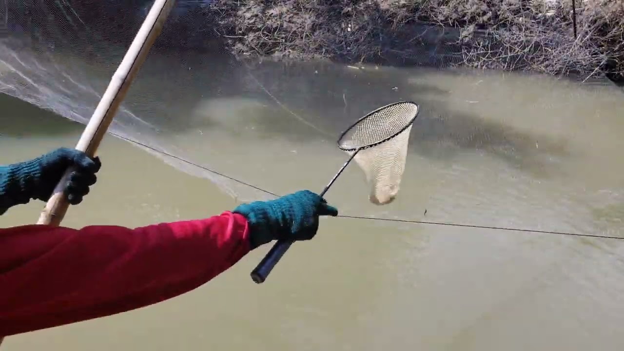 @ยกยอ#วันม่วนๆปิกมาแล้วจ้าวหมานปลาในจ้าว#By..จ้าวป้าEp.198