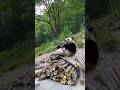 Did You Know Pandas Eat This Much Bamboo?