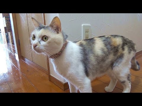 家中の戸を開けようとする猫
