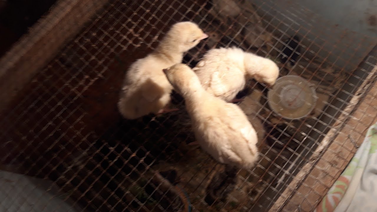 Hinduwka balalari-1  -21  gun gullug ve inkiwaf