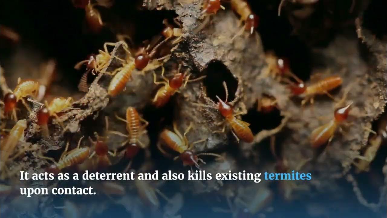 DIY Solutions for Controlling Termites in Fence Posts and Wood Structures YouTube