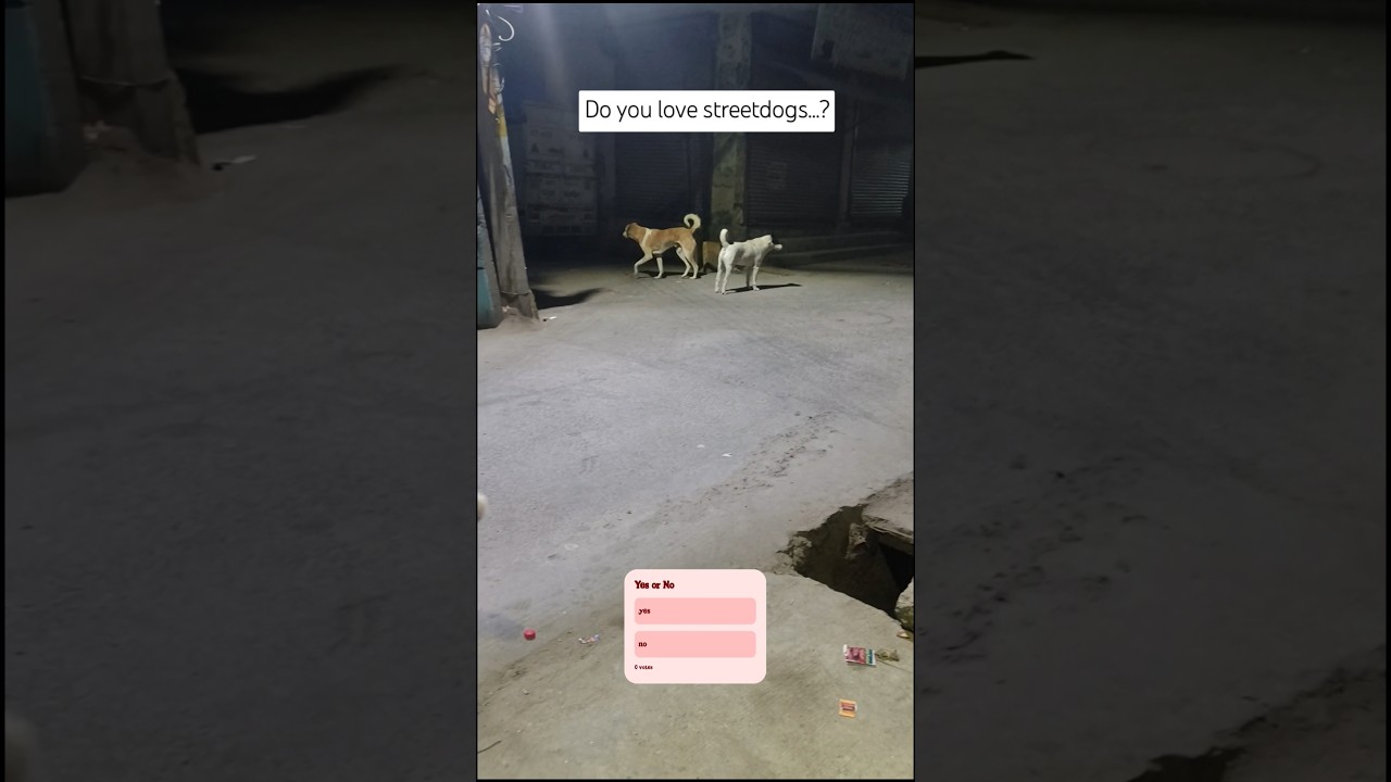 Do you love desi dogs♥️ 