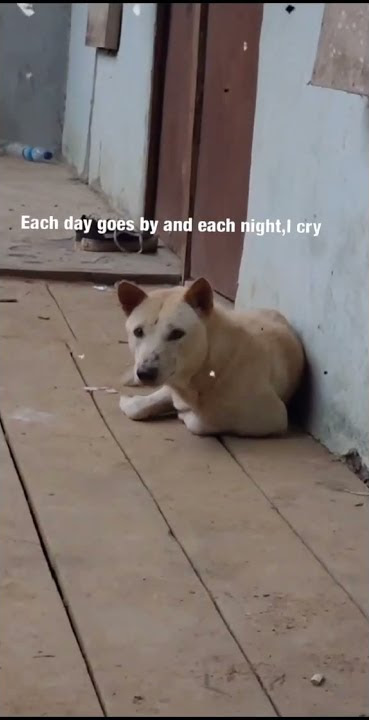 #shorts Anjing sad boy di kos gua 😂😂