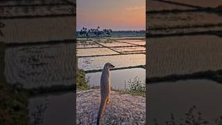 Mongoose: The Fearless Guardian of Bengal's Countryside...#wildlifeshorts #nature