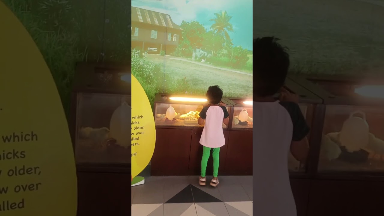 Chicken education station