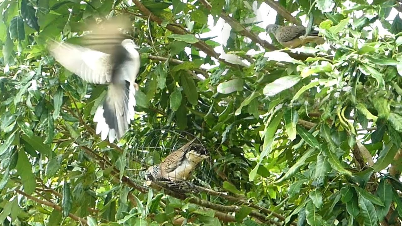 Creativity New Dove Trap _Catch wild pigeons effectively  with just 4 strands