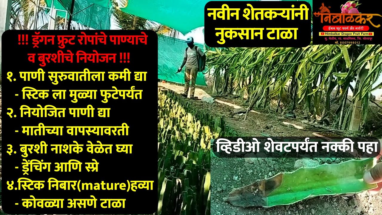 Dragon Fruit Plants Water & Fungus Management 