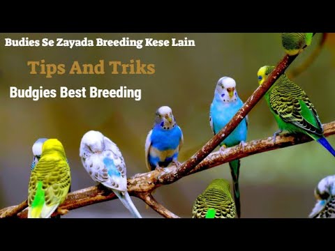How To Gain Best Breeding From Budgies in Season Budgies Se Achi