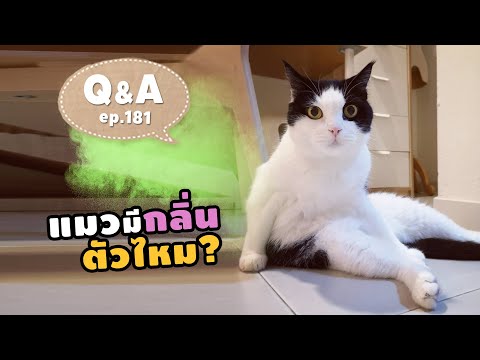 วีดีโอ: อะไรทำให้แมวมีกลิ่นตัว - ทำไมแมวของฉันถึงมีกลิ่นไม่ดี