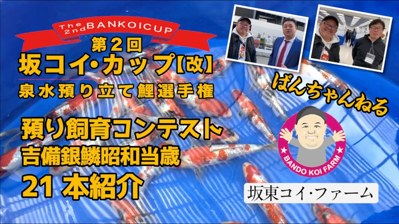 ［坂東コイ・ファーム］ばんちゃんねる　第2回 坂コイ・カップ【改】泉水預り立て鯉選手権 飼育コンテスト開催！吉備銀鱗昭和当歳21本紹介　#koi #koifish #錦鯉 #nishikigoi