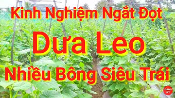 Hướng Dẫn Cách Ngắt Đọt Dưa Leo Ra Nhiều Trái Và Số Điều Lưu Ý 🥒