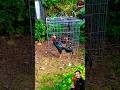 #breeding #rooster #chicken #farming