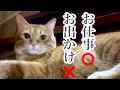 お仕事なら仕方ないけど、お出かけはダメにゃ。聞き分けのいい猫のいじらしい拗ね顔　春の滝めぐり