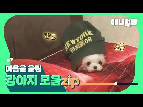 세계에서 가장 작은 포켓멍 강아지🙊 [마음을 울린 강아지 몰아보기👀]ㅣDogs That <strong>Make</strong> You Tear Up <strong>Compilation</strong>