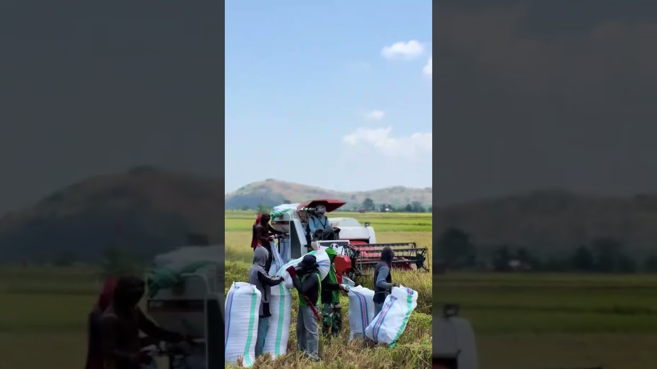 Mudahnya Panen Pakai Combine Harvester