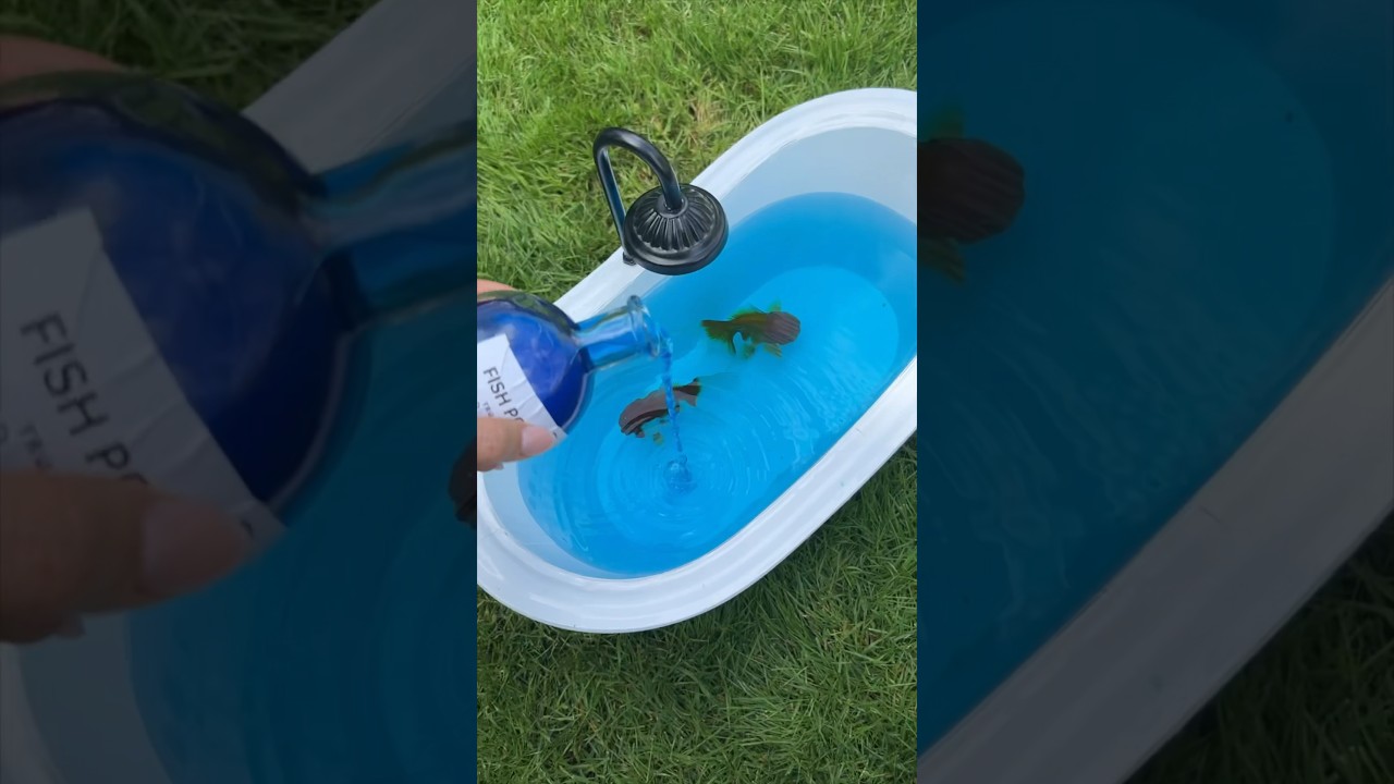 Why I Bathe my Fish 🛁