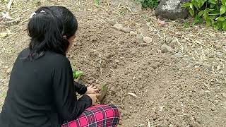 T.L.E 1 (GARDENING)