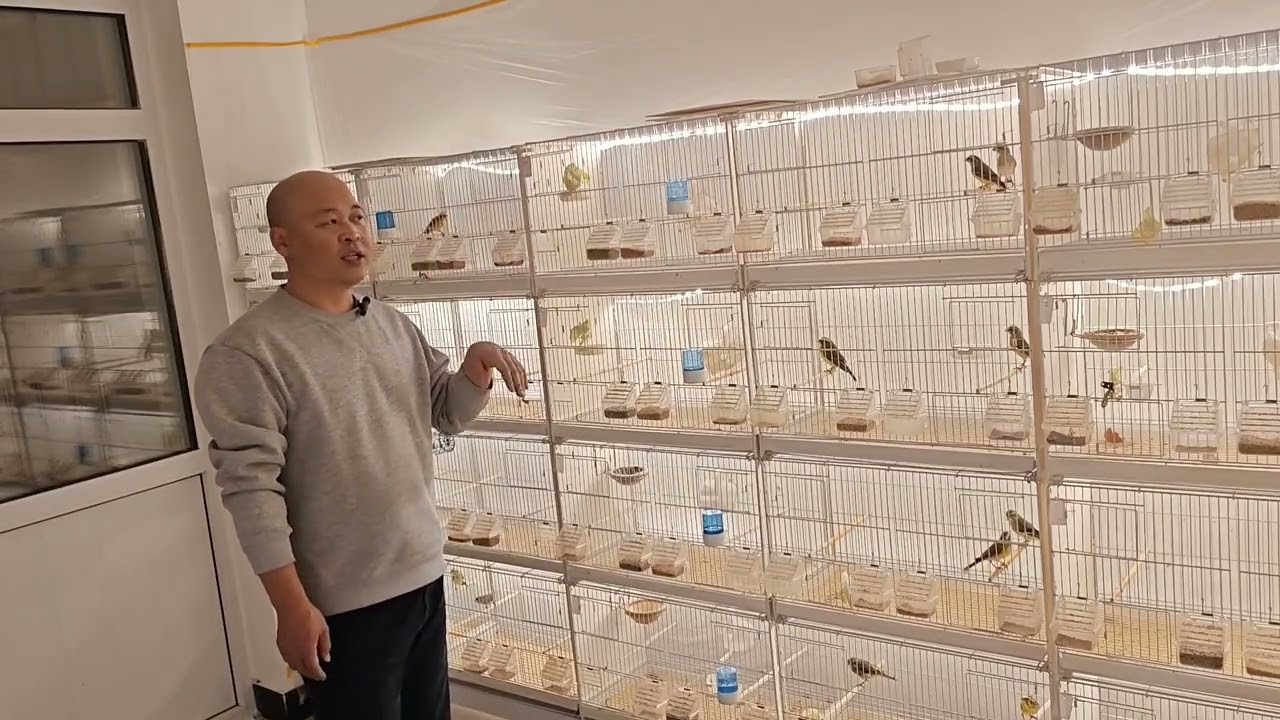 关内小城：南非丝雀大金黄养殖的前景和繁殖的基本情况介绍