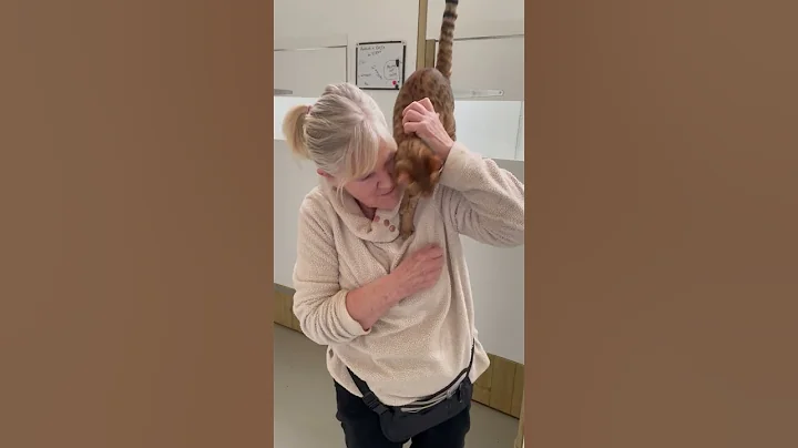 Watch the video about Stunning F3 Savannah female cat