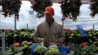 Hydrangea Flower Color | Fairview Garden Center