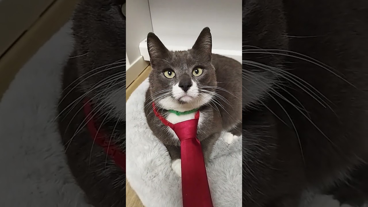 штука прикольная😂