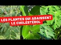 Plantes et cholestrol  des solutions naturelles  explorer