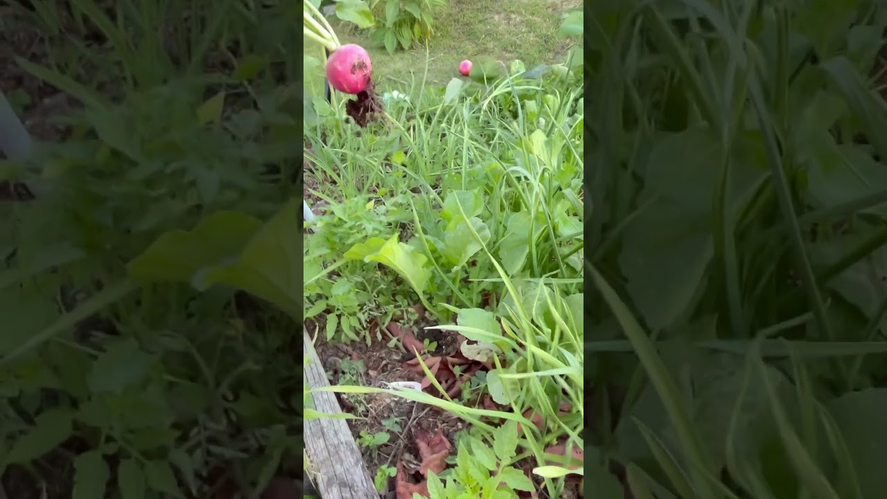 Cute Girl Harvest Pink Radish 