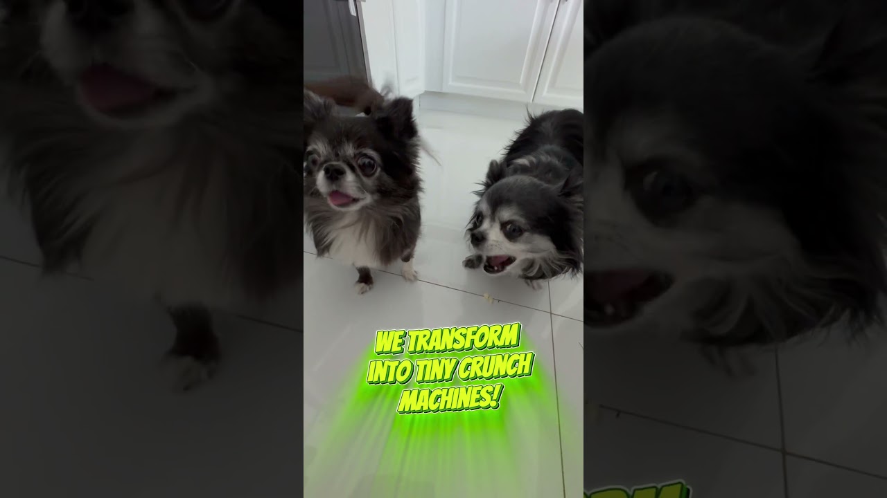 When we transform into tiny crunch machines! 