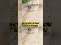 HATI-HATI ! Jenis Kucing Ini Tidak Di Perbolehkan Di Pelihara