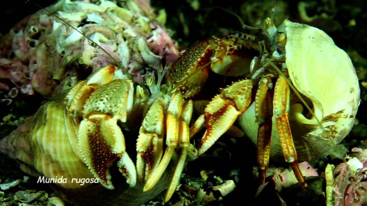 Underwater macro life - Decapoda orden